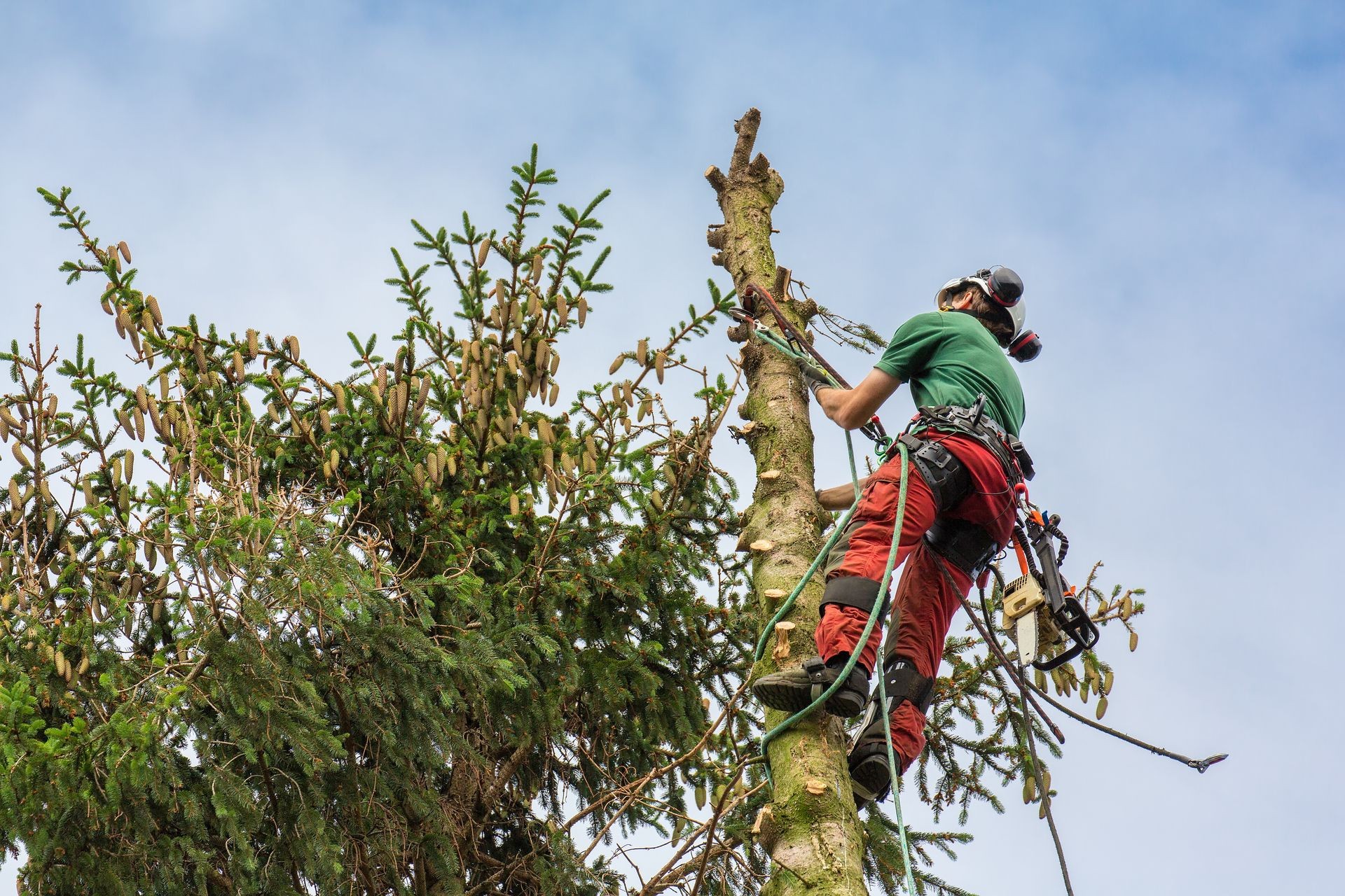 Arborist climbs at tree top with climbing rope up in sky