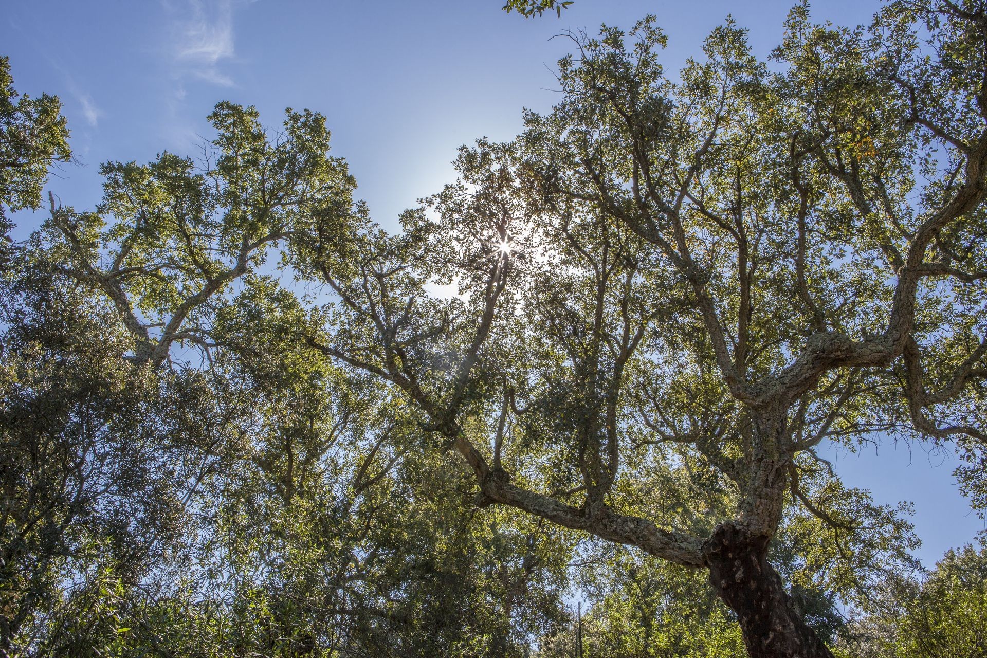 Cork Oaks forest ceiling at Cornalvo Natural Park, Trujillanos, Extremadura, Spain